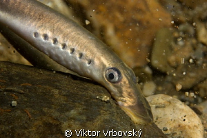 In the river current - European Brook Lamprey (Lampetra p... by Viktor Vrbovský 